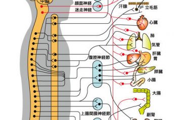 自律神経は背中にあるということなので、マッサージ機を買った